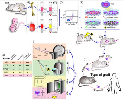 Cells Free Full Text Noninvasive Tracking Of Hematopoietic Stem