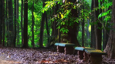 Temple of the Tooth: Sri Lanka's Most Sacred Site