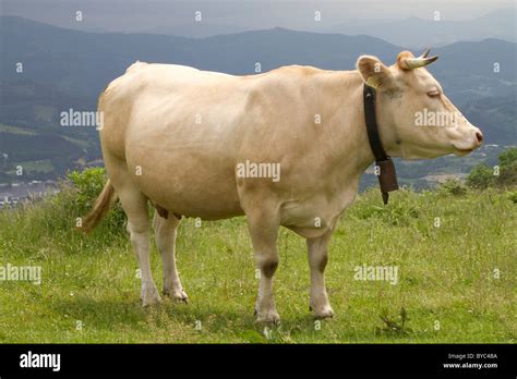 Cow With Bell Stock Photo Alamy