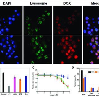 A Clsm Images Of Hela Cells Incubated With Cb Dox For Different