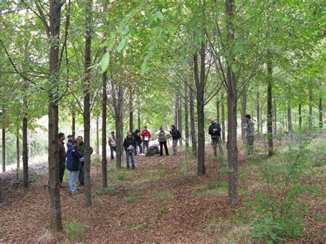 Manejo De Bosques Naturales Y Plantaciones