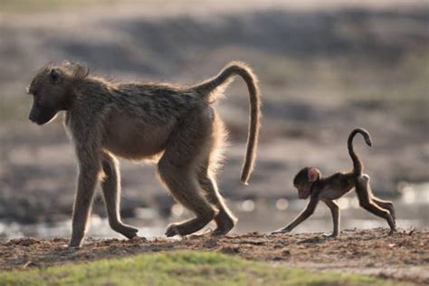 Chacma Baboons – Ten Facts About a Misunderstood Wonder