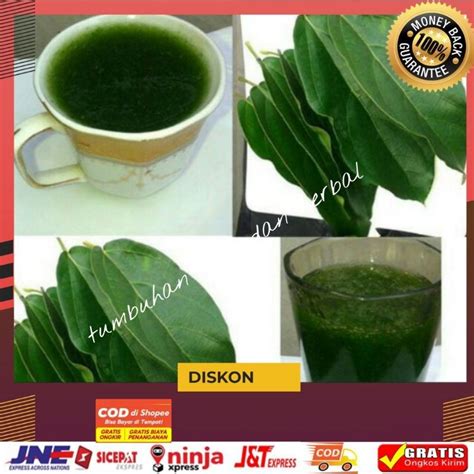 Jual Daun Cincau Cincau Kipanas Cincau Cina Cincau China Daun Cincau