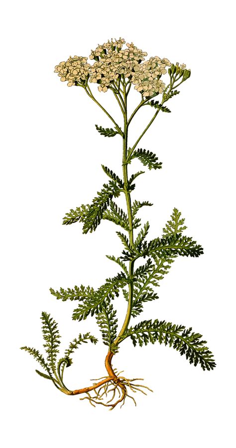 Yarrow Achillea Millefolium Benefits Uses Preparation Safety Tincture Recipe