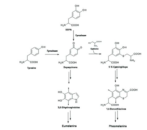 Schematic Pathway Of Eumelanin And Pheomelanin Biosynthesis Download