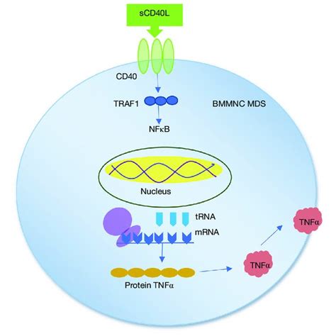 Relative Expression Of Tnfα Mrna Paired T Test Used To Analyze Tnfα