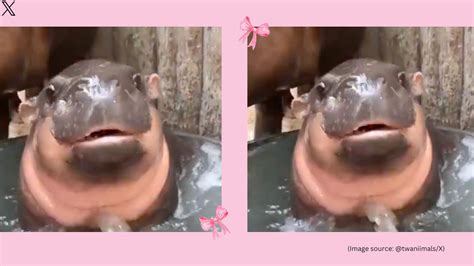 ‘very Demure Very Mindful Viral Pygmy Hippo Moo Dengs Bathing Video