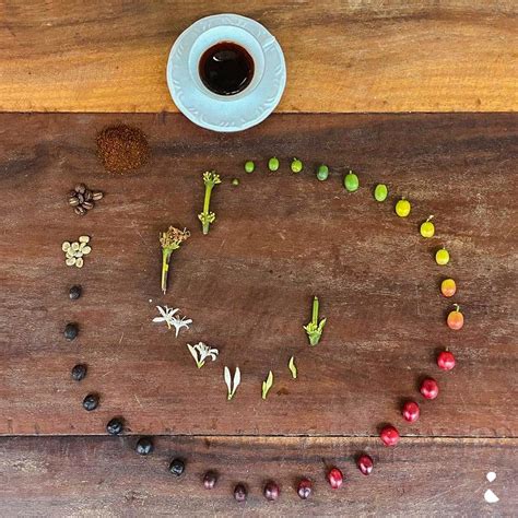 pltfor culin O Fascinante Mundo da Culinária Uma Jornada Sensorial