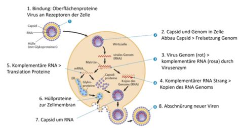 Fragenkatalog Virologie Karteikarten Quizlet