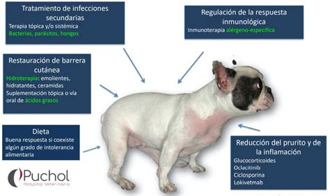 La oficina Red de comunicacion hélice dermatitis seborreica en perros