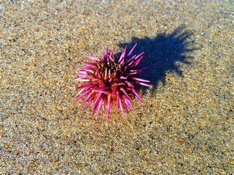 Pink Sea Urchin Photograph By Julia Ivanovna Willhite Fine Art America