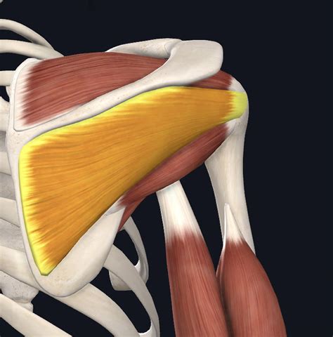 Infraspinatus - Jaco Rehab