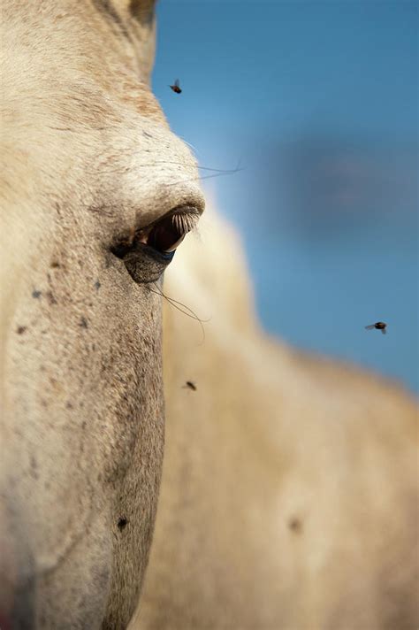 Horse Face Photograph By Celso Diniz Fine Art America