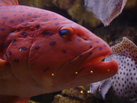 Miniatus Grouper Databasefish