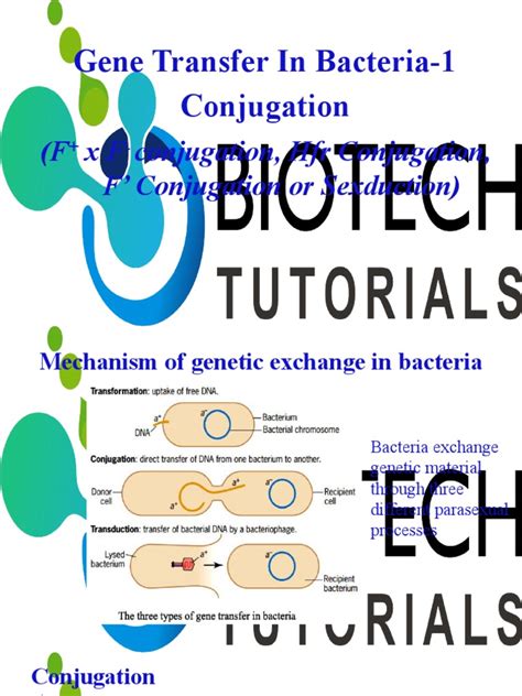 Bacterial Conjugation | PDF | Plasmid | Cell (Biology)