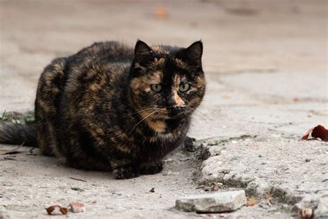 Quais S O Os Tipos De Gato Vira Lata Mais Populares Do Brasil Patas