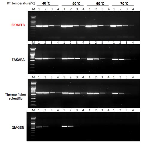 Accupower Rocketscript Rt Pcr Master Mix Rnase H Minus X Ml