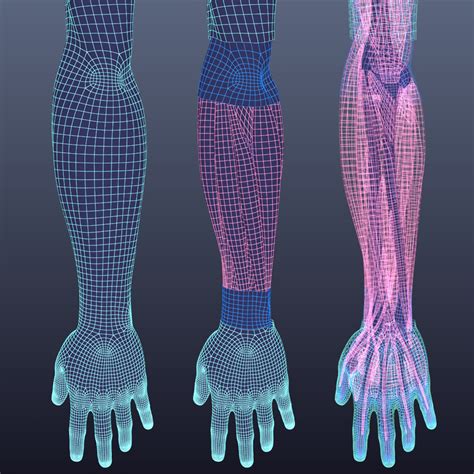 free human simulation 3d model