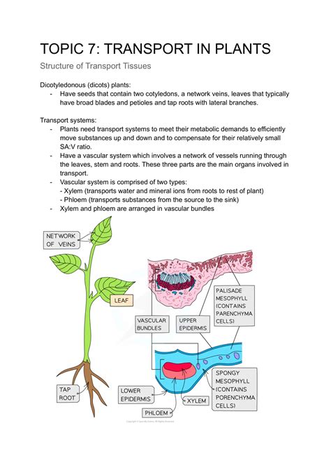 Summary Unit 7 Transport In Plants 9700 CIE Biology Unit 7