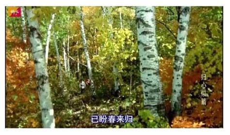 《雁南飞》——那歌声，那画面，简直像诗一样！单秀荣歌曲影片