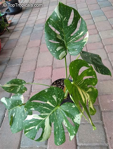 Monstera Deliciosa Philodendron Pertusum Swiss Cheese Plant Fruit