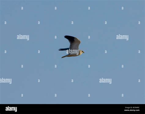 Black Winged Kite Also Called Black Shouldered Kite Elanus Caeruleus