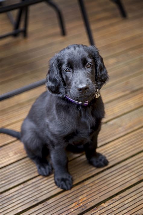 26++ Flat coated retriever puppies ideas