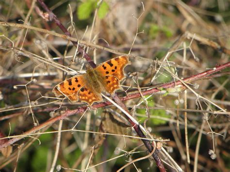 Ewelme Wildlife