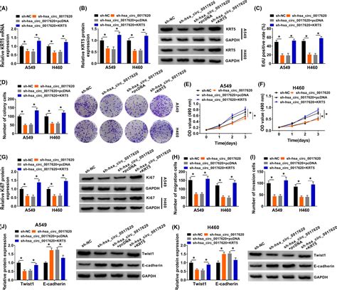 Hsa Circrna Regulated Cell Progression Of Nonsmallcell Lung