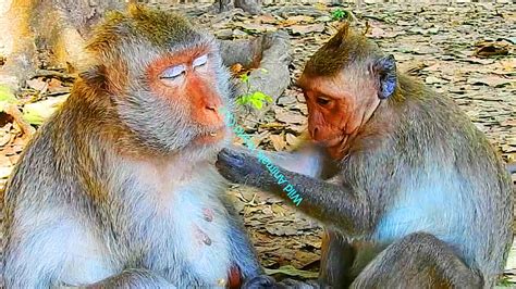 OMG Jade Monkey Get A Sick So Hurt In Belly To Give A New Baby Birth