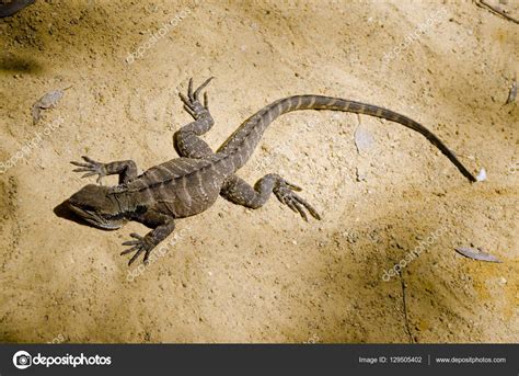 Water dragon lizard Stock Photo by ©ozflash 129505402