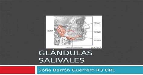 Clase De Glandulas Salivales En Orl Ppt Powerpoint