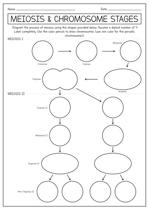 Meiosis And Mitosis Worksheet Diagram