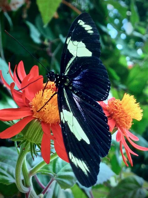 Heliconius Doris Tumblr Gallery