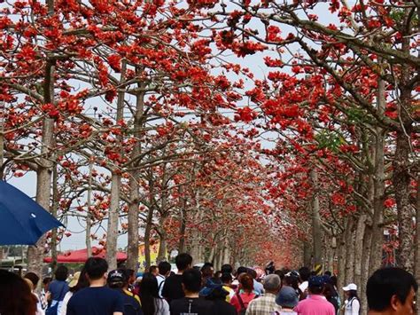 走春趁現在 白河木棉花季20日登場 旅遊 中時