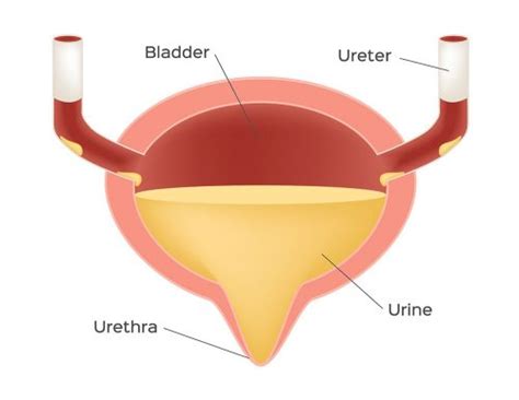 Bladder Function | anatomy, function, diseases, images