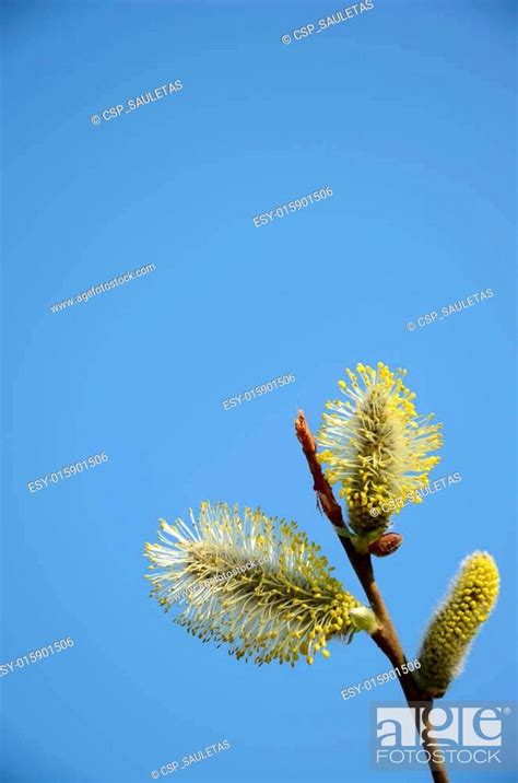 Close Up Of Pussy Willow Stock Photo Picture And Low Budget Royalty