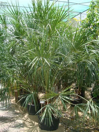 Livistona Decipiens Fountain Palm Terraforma Dubai Uae