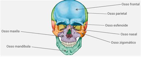 Resumo Dos Ossos Do Cr Nio Anatomia Humana I