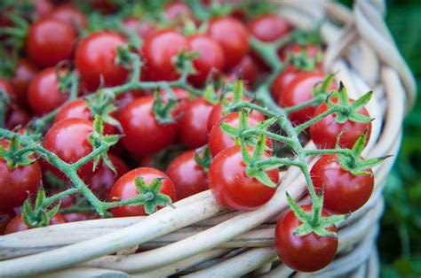 How to grow the best tomatoes | Growing tomatoes, Tomato, Growing