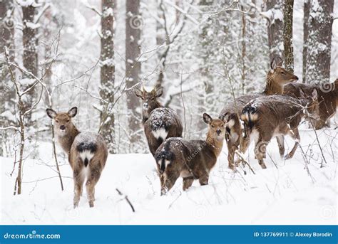 Wild Animals In Their Natural Habitat. Spotted Cervus Deer Family In ...