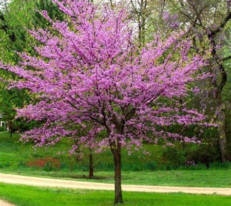 Eastern Redbud Tree | New Life Nursery