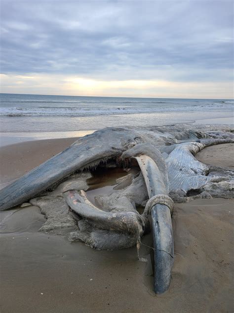 Any idea on what species of whale this is? : r/marinebiology