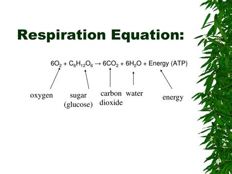 Chemical Reactions And Cell Processes Ppt Download