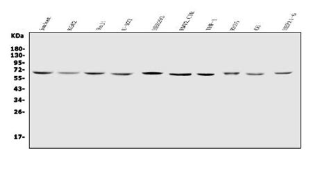 Anti Il Receptor Gamma Il Rg Antibody