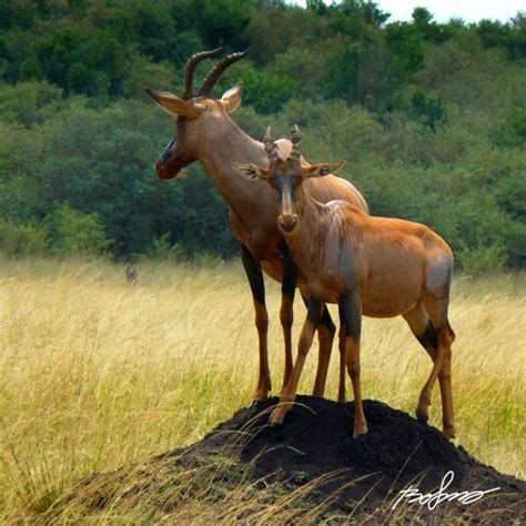 Topi Antelope standing with a young one – Bo Sorensen