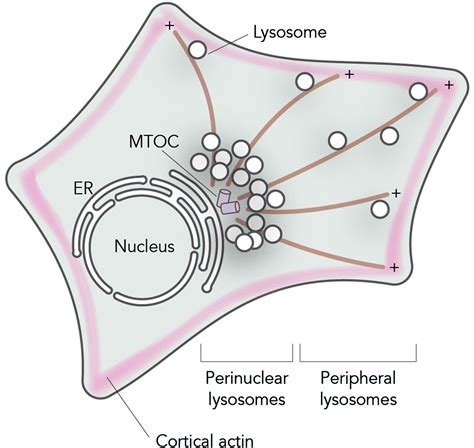 Lysosome Location