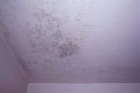 Pictures Of Black Mold In A House