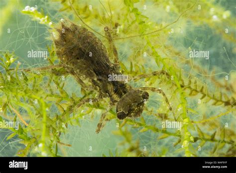 Dragonfly Larva Hi Res Stock Photography And Images Alamy