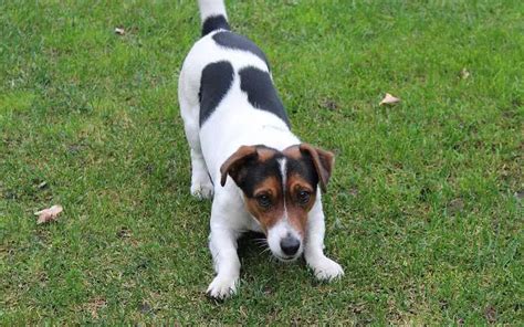 Patterdale Terrier Cross Dogs The Most Popular Patterdale Cross Breeds